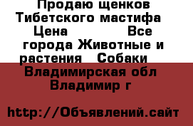 Продаю щенков Тибетского мастифа › Цена ­ 45 000 - Все города Животные и растения » Собаки   . Владимирская обл.,Владимир г.